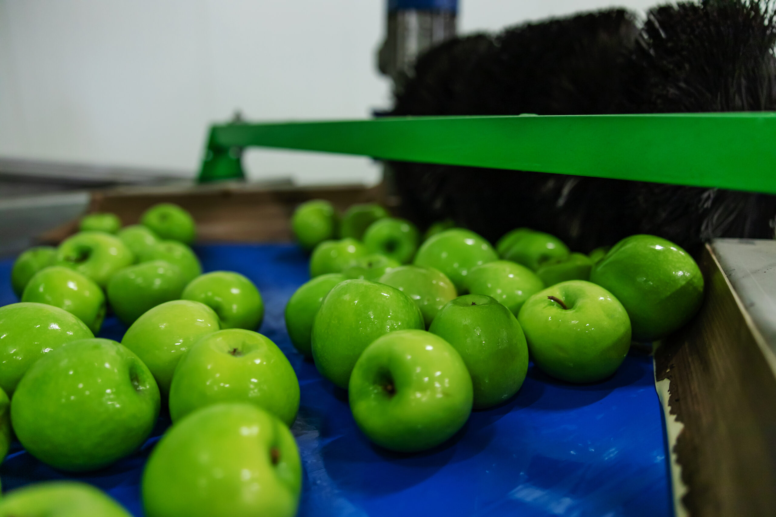 Modern technology for production, sorting and distribution of apples. Ripe green apples freshly washed in focus. Drying and grading apples after cleaning apples in clean water. Fruit quality control